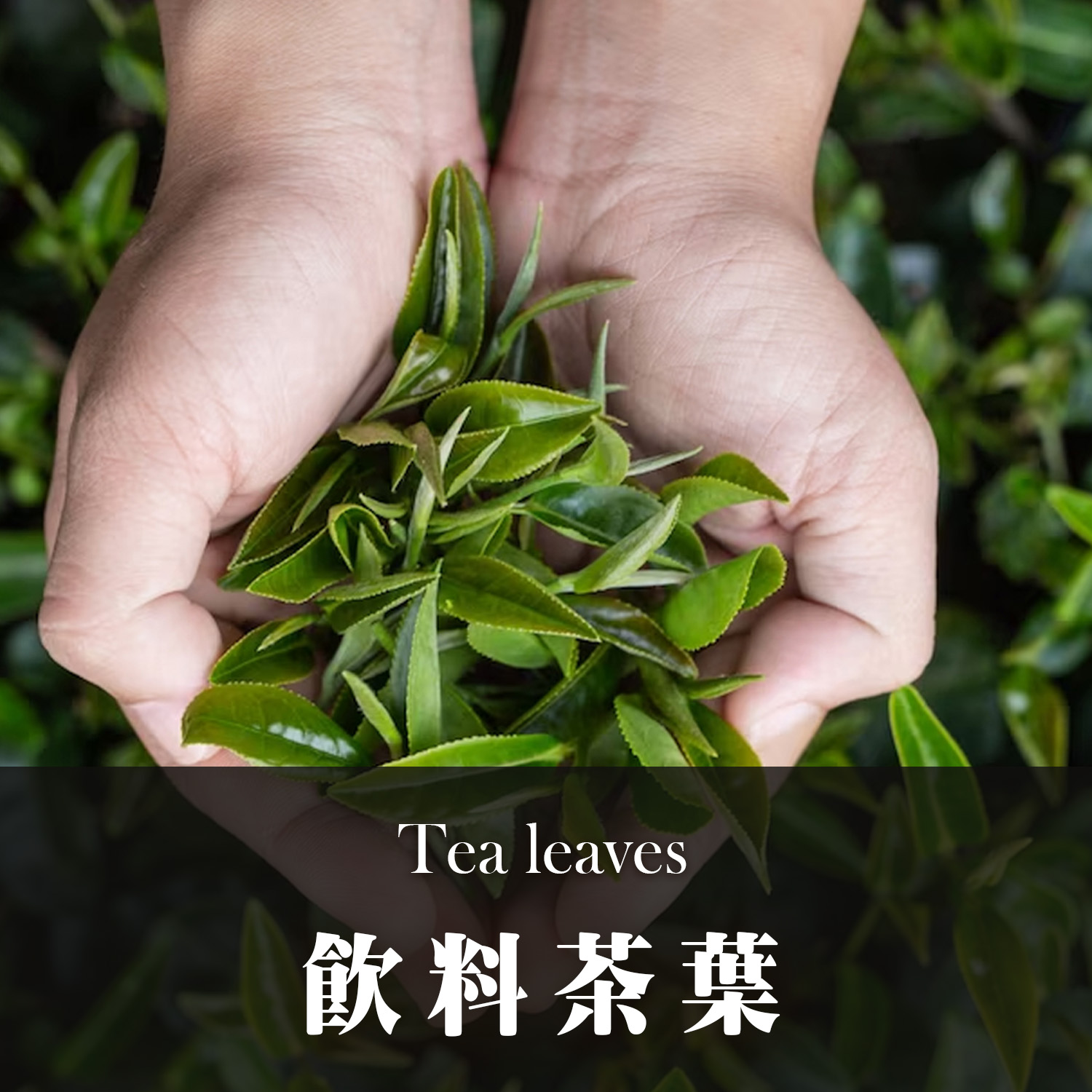 茶葉｜台茶18號｜紅玉紅茶｜台茶8號｜茶葉｜飲料茶葉批發供應商